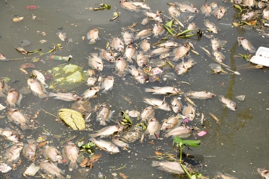 cá chết nổi đầy trên kênh Nhiêu Lộc-Thị Nghè