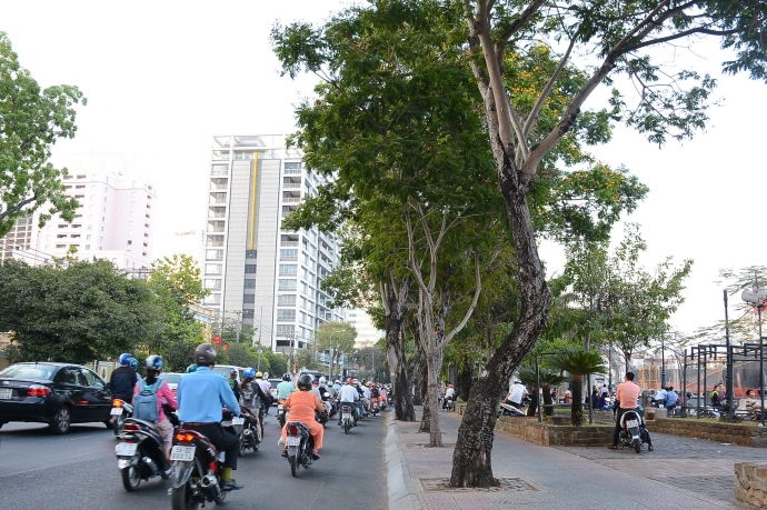 316 cây xanh đoạn từ công trường Mê Linh tới đường