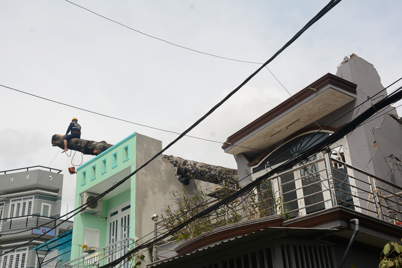 Nhân viên công ty cây xanh đang khẩn trương cắt ng