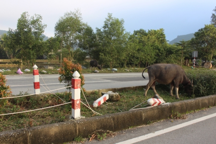 Trau- bo- gam- hang- loat- coc- be- tong- tren- du