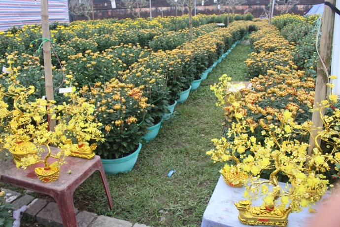 Bonsai- canh- vang- la- ngoc- cuc- doc- tai- cho- 