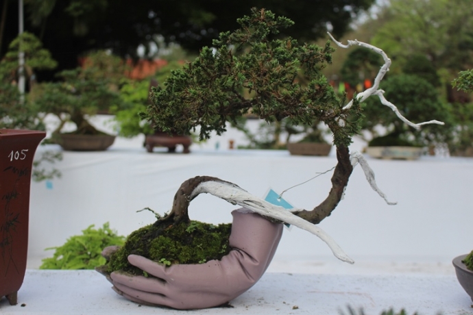 Me- man- vuon- bonsai- dua- nhau- khoe- dang- giua