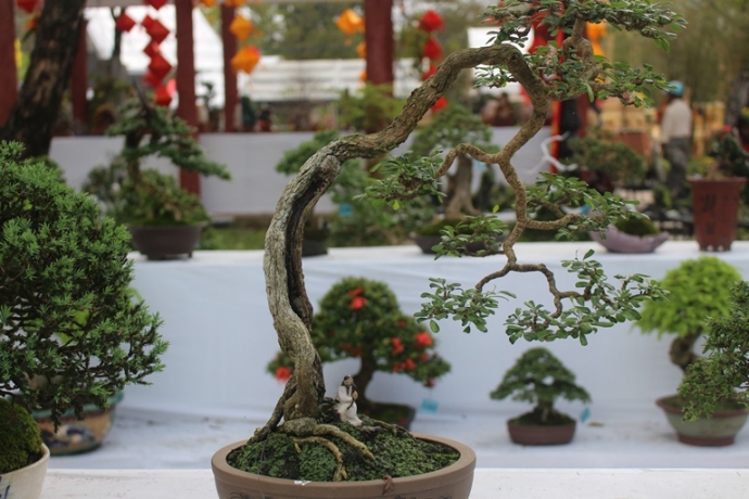 Me- man- vuon- bonsai- dua- nhau- khoe- dang- giua