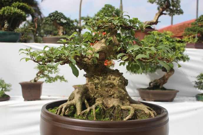 Me- man- vuon- bonsai- dua- nhau- khoe- dang- giua