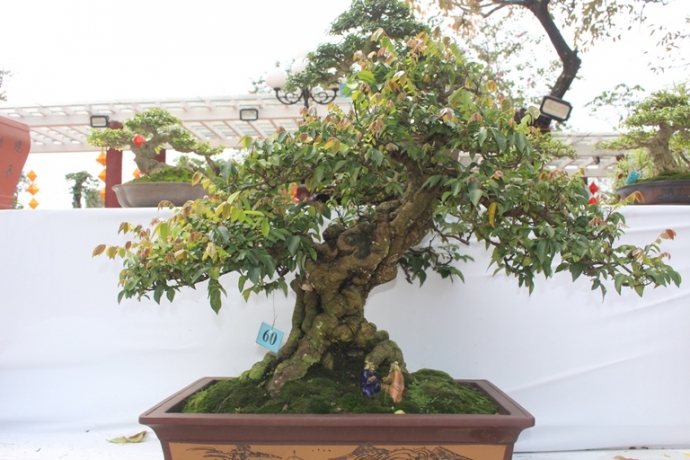 Me- man- vuon- bonsai- dua- nhau- khoe- dang- giua