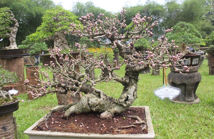 Bonsai- 3- mien- do- dang- o- khu- vuon- Thuong- u