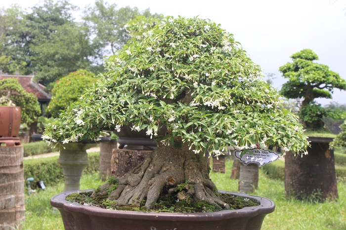 Bonsai- 3- mien- do- dang- o- khu- vuon- Thuong- u