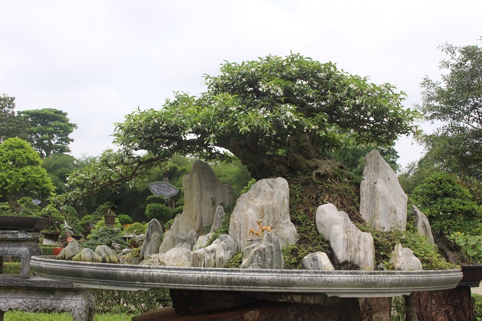 Bonsai- 3- mien- do- dang- o- khu- vuon- Thuong- u