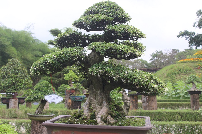 Bonsai- 3- mien- do- dang- o- khu- vuon- Thuong- u