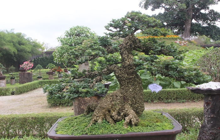 Bonsai- 3- mien- do- dang- o- khu- vuon- Thuong- u