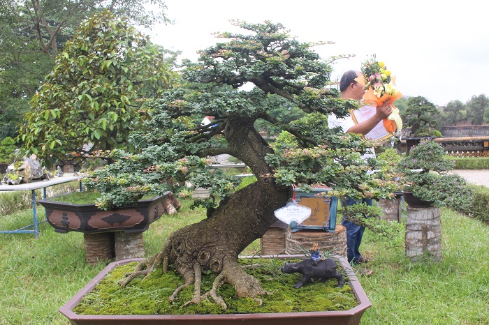 Bonsai- 3- mien- do- dang- o- khu- vuon- Thuong- u