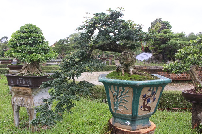 Bonsai- 3- mien- do- dang- o- khu- vuon- Thuong- u