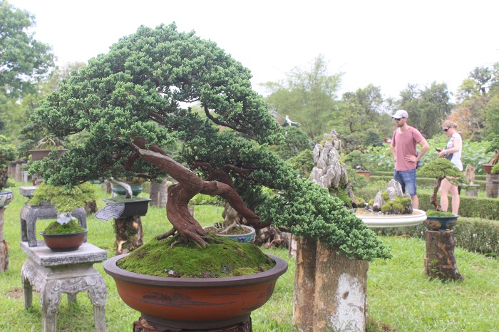 Bonsai- 3- mien- do- dang- o- khu- vuon- Thuong- u