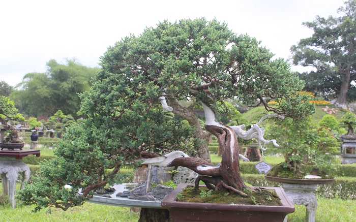 Bonsai- 3- mien- do- dang- o- khu- vuon- Thuong- u