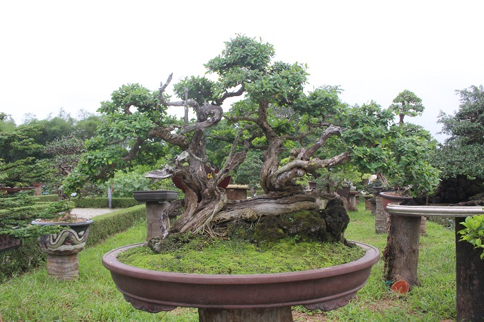 Bonsai- 3- mien- do- dang- o- khu- vuon- Thuong- u