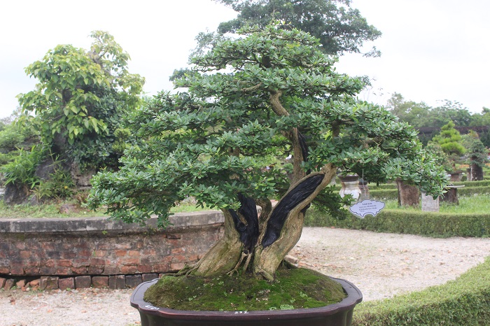 Bonsai- 3- mien- do- dang- o- khu- vuon- Thuong- u