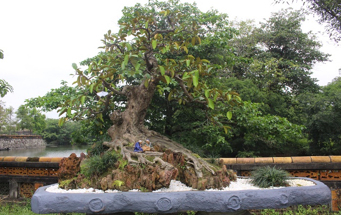 Bonsai- 3- mien- do- dang- o- khu- vuon- Thuong- u