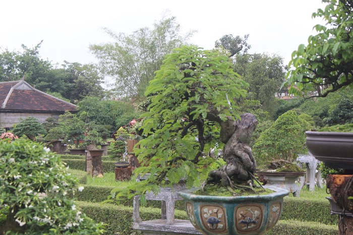 Bonsai- 3- mien- do- dang- o- khu- vuon- Thuong- u