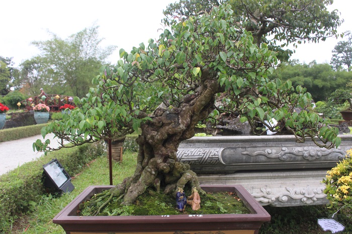 Bonsai- 3- mien- do- dang- o- khu- vuon- Thuong- u