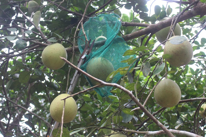 Khai- hoi- thanh- tra- dac- san- tien- vua- o- Hue