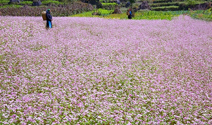 khai-mac-le-hoi-hoa-tam-giac-mach-Ha-Giang1