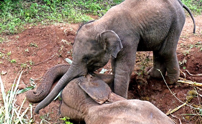 Mother-dead-of-elephant-child