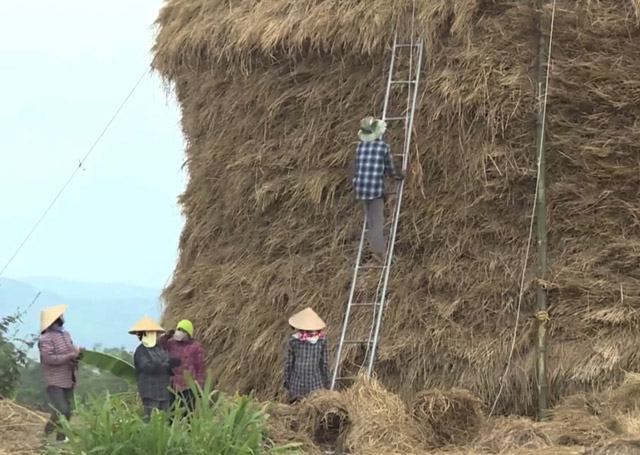 Quang-Ngai-Can-canh-cay-rom-cao-nhu-toa-nha-3-tang