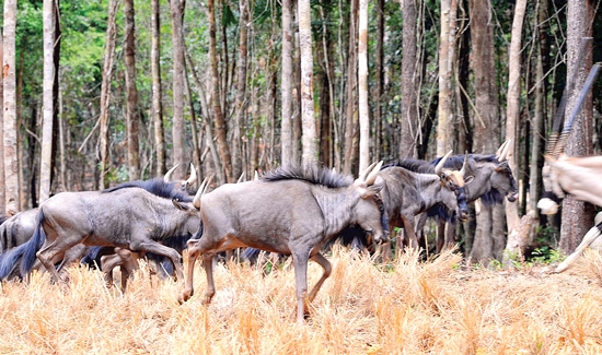 Linh duong dau bo sinh song tai khu safari