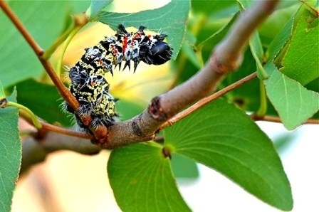 Sâu bướm Mopane