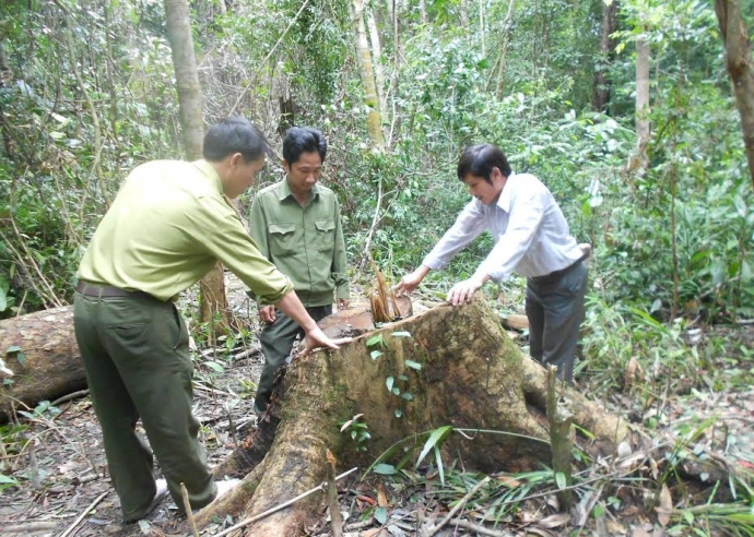 40ha-rung-tu-nhien-boc-hoi