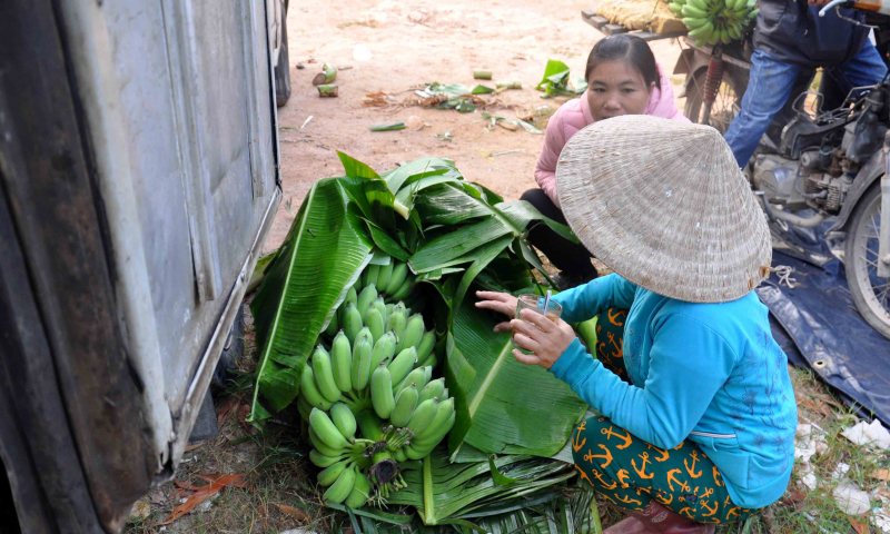 chơ chuối Suối Cát (3)