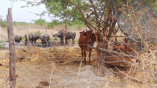 người dân nuôi bò trong khu quy hoạch SaFari Củ Ch