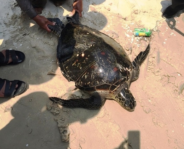 Quảng Bình Ngư dân bắt được cá thể rùa quí hiếm