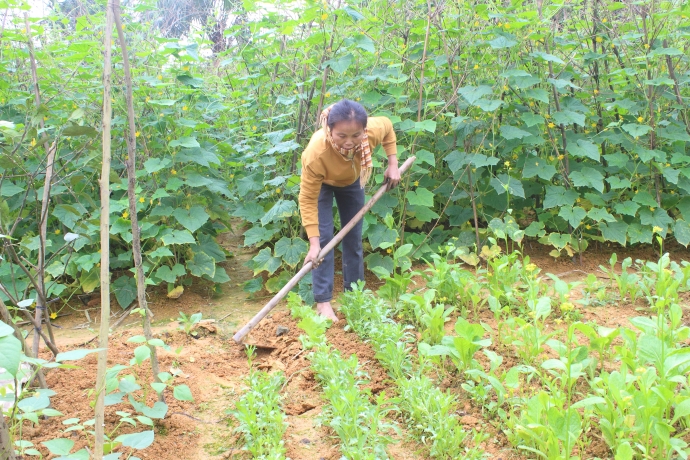 những luống rau nõn nà phục vụ tết cho người dân v