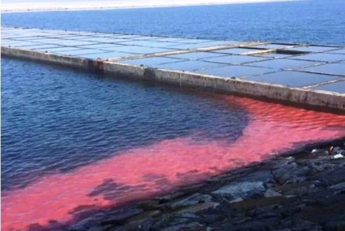 Vệt nước đỏ ở biển Vũng Áng chỉ là hiện tượng bình