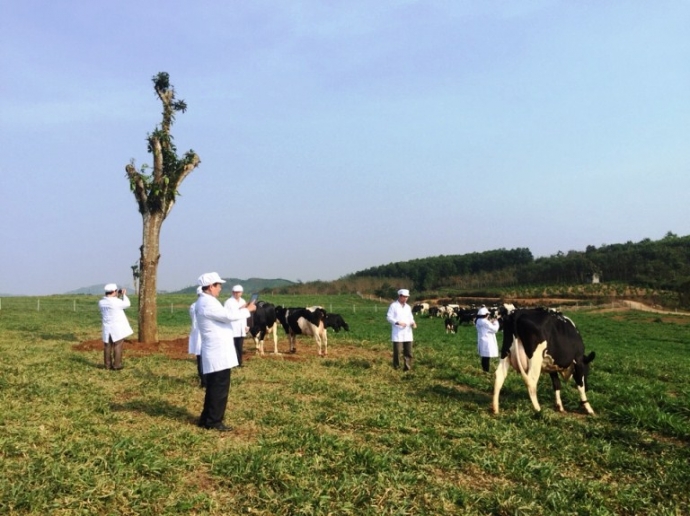 Việt Nam lần đầu có trang trại bò sữa Organic