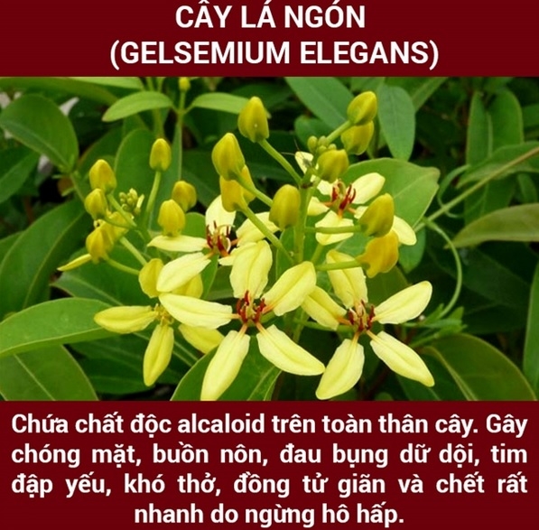 cây lá ngón