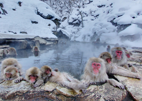 snow-monkey-japan-2-8140-1418271940