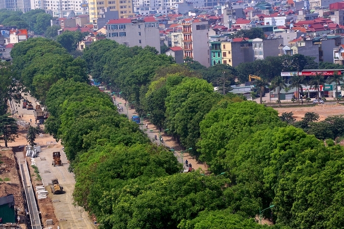 chặt cây xanh đường phạm văn đồng