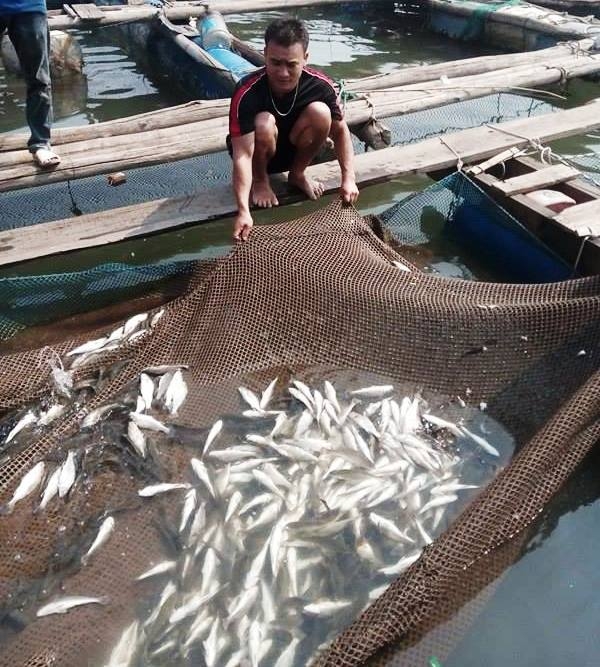 Lại- xuất- hiện- cá- chết- ở- cửa- sông- ra- biển.