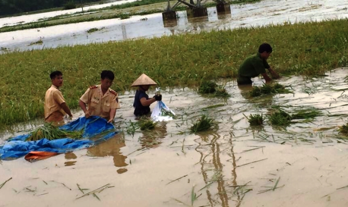 Hình- ảnh- CSGT- Ninh- Bình- ngâm- mình- cứu- lúa-