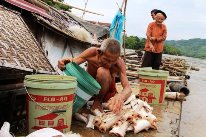 Thanh Hóa- Lũ- về- cá -chết- hàng -loạt--dân- mang