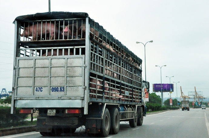 xe chở heo của các thương lái miền Nam đang đổ ra 