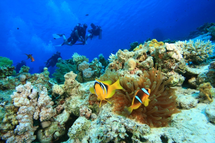 khám phá toàn bộ đảo và lặn biển ngắm san hô