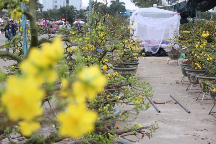 chợ hoa Đà Nẵng