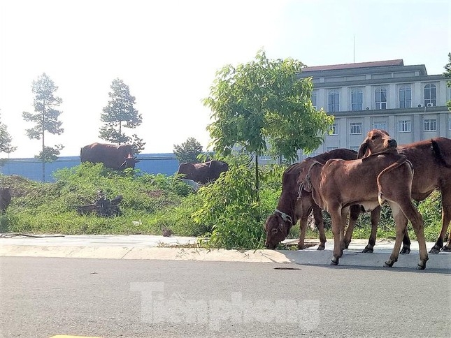 du an nha o dai nam tung muon hien 127 lo dat nhung khong ai nhan gio ra sao