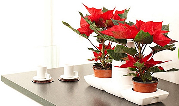 Ý nghĩa của các loại hoa trang trí ngày Tết y nghia cua cac loai hoa trang tri ngay tet