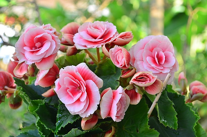 Ý nghĩa của các loại hoa trang trí ngày Tết y nghia cua cac loai hoa trang tri ngay tet