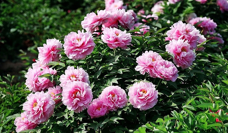 Ý nghĩa của các loại hoa trang trí ngày Tết y nghia cua cac loai hoa trang tri ngay tet