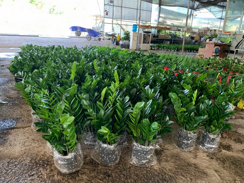 Văn Giang (Hưng Yên): Cận cảnh mảnh đất “vàng” bị chính quyền cho thuê trái quy định pháp luật van giang hung yen can canh manh dat vang bi chinh quyen cho thue trai quy dinh phap luat